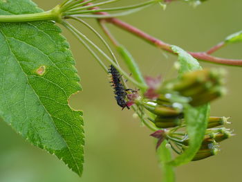 Close-up of insect on leaf