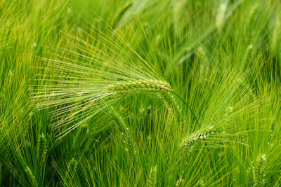 Close-up of fresh green grass in field