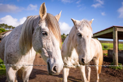 Two lusitano horses, standing together on paddock, resting and enjoying life.