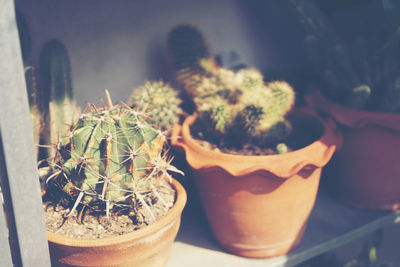 Close-up of cactus in pot