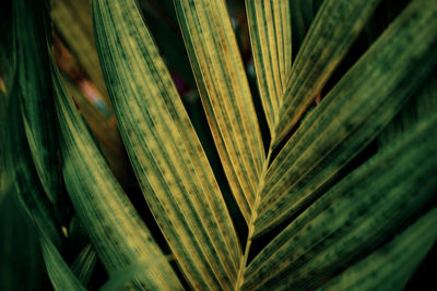 Full frame shot of palm leaf