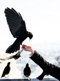 Cropped hand holding bird against sky during winter