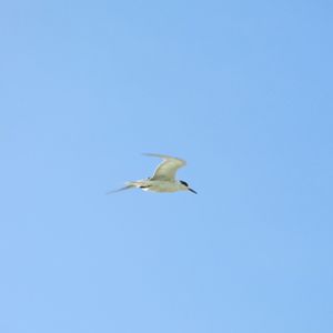 Low angle view of a bird flying