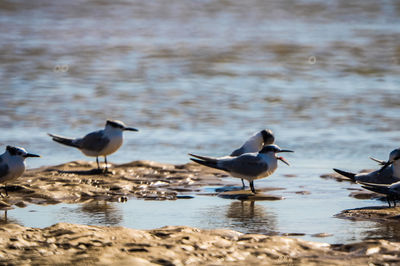 Seagulls on beach