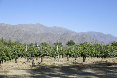 Scenic view of field against clear sky