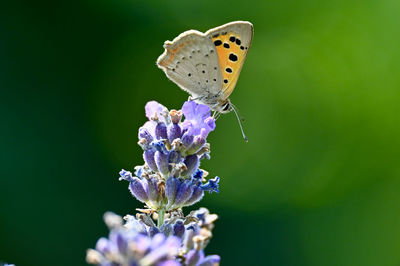 Close-up of butterfly pollinating on flower