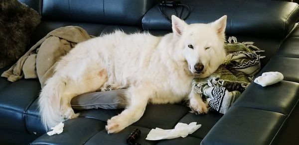 Close-up of dog sitting on sofa