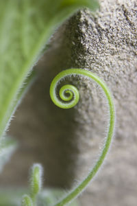 Close-up of a pumpkin's spiral 