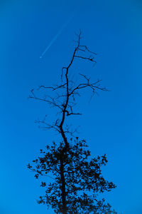 Low angle view of tree against blue sky