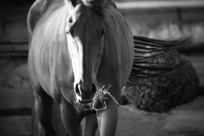 Close-up of horse standing outdoors