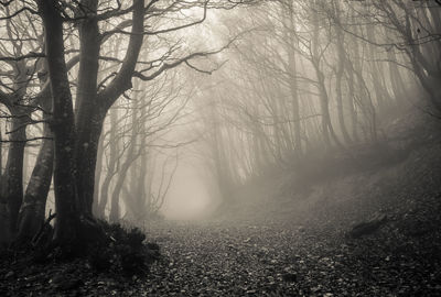 Trees in forest during foggy weather