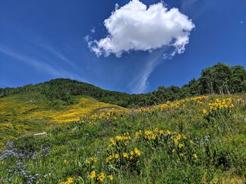 Scenic view of grassy field against sky