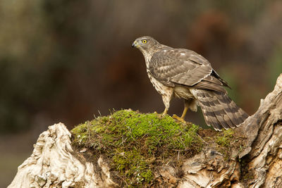 Close-up of owl perching on tree trunk