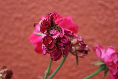 Close-up of pink rose