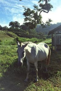 Cow standing on field against sky