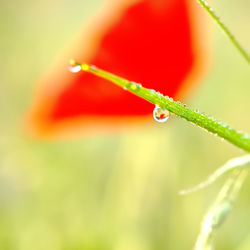 Close-up of wet red flower