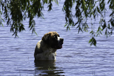 Dog swimming in lake