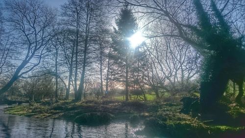 Reflection of trees in water