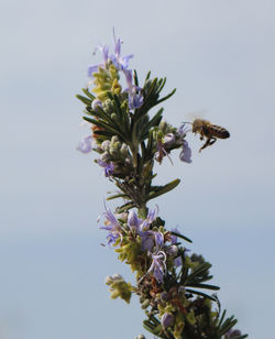 Close-up of bee on purple flowering plant against sky