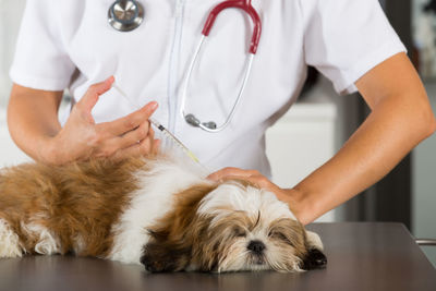 Midsection of female veterinarian injecting dog at hospital
