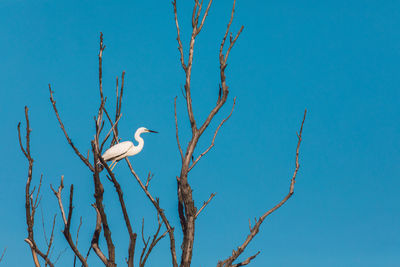 Low angle view of bird perching on branch against blue sky