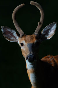 Close-up portrait of deer against black background