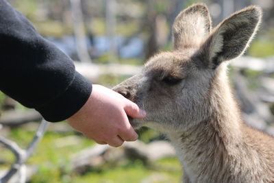 Close-up of hand feeding deer