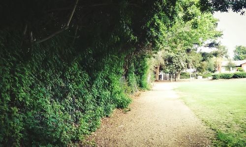 View of footpath along trees