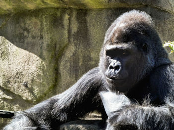 Lion looking away in zoo