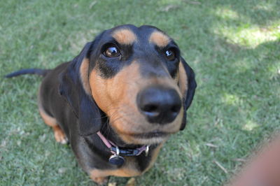 High angle view of dachshund on field