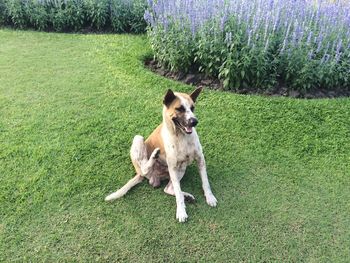 High angle view of dog sitting on grassy field in park