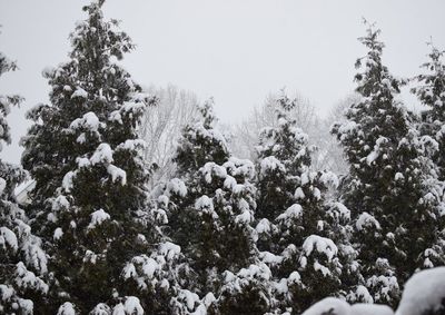 Low angle view of snow covered tree against sky