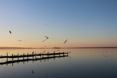 Silhouette birds flying over lake against sky during sunset