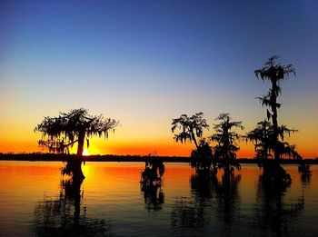 Silhouette of trees at sunset