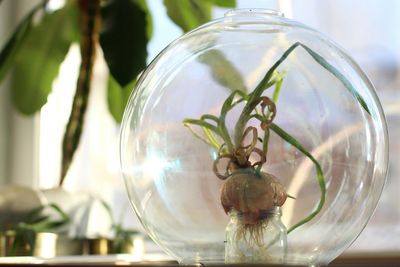 Close-up of plant growing on glass sphere at home
