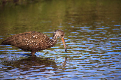 Limpkin bird aramus guarauna forages for mollusks in the lake at myakka state park in sarasota
