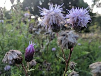 Close-up of flowers blooming outdoors