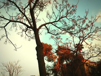 Low angle view of bare trees against sky