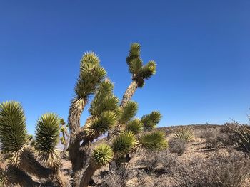 Low angle view of cactus against clear blue sky