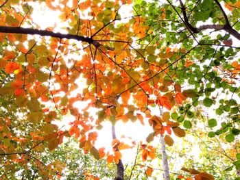 Low angle view of maple tree