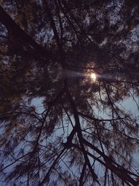 Low angle view of sunlight streaming through trees in forest