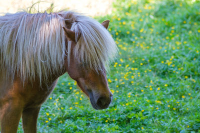 View of a horse on field