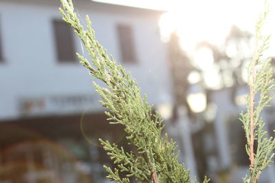 Close-up of plant