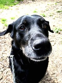 Close-up portrait of black dog