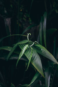Plant of tahitian vanilla