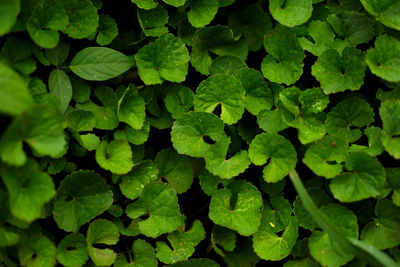 Full frame shot of leaves