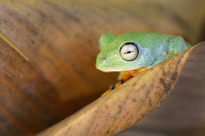 Close-up of frog on leaf