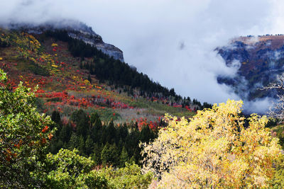Scenic view of forest against sky during autumn