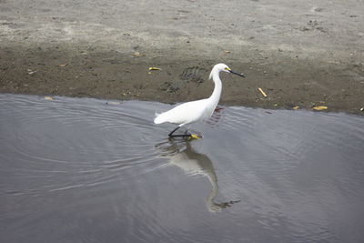 High angle view of bird in lake