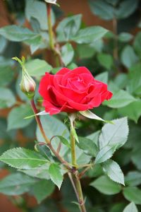 Close-up of red rose blooming outdoors